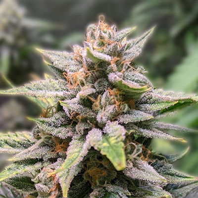 Finding Quality Weed Seeds in West Virginia Finding Quality Weed Seeds in West Virginia