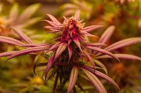 Finding the Best Cannabis Seeds in Maine Finding the Best Cannabis Seeds in Maine